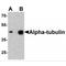 Tubulin alpha-3C/D chain antibody, TA349021, Origene, Western Blot image 