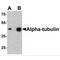 Tubulin alpha-3C/D chain antibody, TA349021, Origene, Western Blot image 