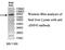 Zinc Finger Protein 43 antibody, MBS416323, MyBioSource, Western Blot image 