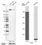 Filamin A antibody, HPA001115, Atlas Antibodies, Western Blot image 