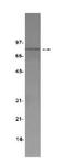 MPL Proto-Oncogene, Thrombopoietin Receptor antibody, LS-C26341, Lifespan Biosciences, Western Blot image 