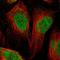MRG Domain Binding Protein antibody, HPA017012, Atlas Antibodies, Immunofluorescence image 