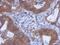 WD repeat-containing protein 85 antibody, GTX120495, GeneTex, Immunohistochemistry paraffin image 