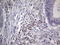 Nudix Hydrolase 12 antibody, LS-C790653, Lifespan Biosciences, Immunohistochemistry paraffin image 