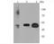 Solute Carrier Family 2 Member 3 antibody, A03259-1, Boster Biological Technology, Western Blot image 