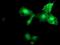MIER Family Member 2 antibody, MA5-25903, Invitrogen Antibodies, Immunocytochemistry image 