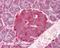 Nucleotide Binding Oligomerization Domain Containing 1 antibody, PA1-41036, Invitrogen Antibodies, Immunohistochemistry paraffin image 