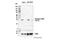 Cyclin Dependent Kinase 5 antibody, 94254S, Cell Signaling Technology, Western Blot image 