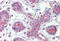 Death Associated Protein Kinase 2 antibody, MBS242401, MyBioSource, Immunohistochemistry frozen image 