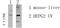 Solute Carrier Family 16 Member 3 antibody, STJ99648, St John