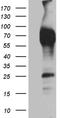 CD244 Molecule antibody, LS-C796322, Lifespan Biosciences, Western Blot image 