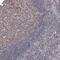 Mitochondrial Ribosomal Protein L44 antibody, PA5-58271, Invitrogen Antibodies, Immunohistochemistry frozen image 