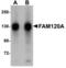 Family With Sequence Similarity 120A antibody, A09208, Boster Biological Technology, Western Blot image 
