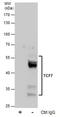 Transcription Factor 7 antibody, PA5-78191, Invitrogen Antibodies, Immunoprecipitation image 