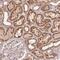 WW Domain Binding Protein 2 antibody, NBP2-49456, Novus Biologicals, Immunohistochemistry frozen image 