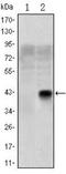 Oligodendrocyte Transcription Factor 2 antibody, NBP2-37636, Novus Biologicals, Western Blot image 