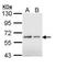 BCL3 Transcription Coactivator antibody, PA5-28783, Invitrogen Antibodies, Western Blot image 