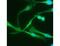 F4/80 antibody, MBS375282, MyBioSource, Immunofluorescence image 