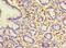 Kynurenine Aminotransferase 3 antibody, A56086-100, Epigentek, Immunohistochemistry paraffin image 