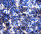 Notch Receptor 2 antibody, AF1190, R&D Systems, Immunohistochemistry frozen image 