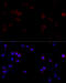 Filamin A antibody, 16-580, ProSci, Immunofluorescence image 
