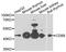 CD8b Molecule antibody, A3286, ABclonal Technology, Western Blot image 