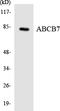 ATP Binding Cassette Subfamily B Member 7 antibody, LS-C200066, Lifespan Biosciences, Western Blot image 