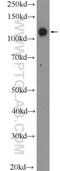 Protocadherin 1 antibody, 13645-1-AP, Proteintech Group, Western Blot image 