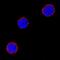Inducible T Cell Costimulator Ligand antibody, MAB158, R&D Systems, Immunocytochemistry image 