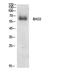 BCL2 Associated Athanogene 3 antibody, STJ97239, St John