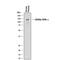 Glycoprotein Ib Platelet Subunit Alpha antibody, MAB4067, R&D Systems, Western Blot image 