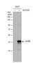 Cellular Communication Network Factor 3 antibody, NBP1-31416, Novus Biologicals, Western Blot image 