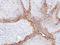 Solute Carrier Family 3 Member 2 antibody, GTX104108, GeneTex, Immunohistochemistry paraffin image 