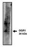 G Protein-Coupled Receptor 68 antibody, AP05165PU-N, Origene, Western Blot image 