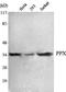 Protein Phosphatase 4 Catalytic Subunit antibody, STJ98539, St John