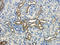 Interferon Regulatory Factor 4 antibody, orb216135, Biorbyt, Immunohistochemistry paraffin image 