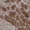 Mitogen-Activated Protein Kinase 8 Interacting Protein 2 antibody, HPA034780, Atlas Antibodies, Immunohistochemistry frozen image 