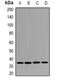 Dehydrogenase/Reductase 9 antibody, orb378030, Biorbyt, Western Blot image 