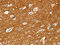 Solute Carrier Family 25 Member 13 antibody, CSB-PA037067, Cusabio, Immunohistochemistry frozen image 