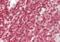 Interferon Regulatory Factor 1 antibody, orb376129, Biorbyt, Immunohistochemistry paraffin image 