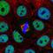 Small Integral Membrane Protein 5 antibody, PA5-64455, Invitrogen Antibodies, Immunofluorescence image 