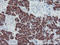 Carboxypeptidase A2 antibody, LS-C173900, Lifespan Biosciences, Immunohistochemistry frozen image 
