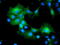 Myeloid Leukemia Factor 1 antibody, TA504808, Origene, Immunofluorescence image 