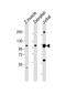 Serrate, RNA Effector Molecule antibody, MBS9216846, MyBioSource, Western Blot image 