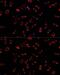 Phenylalanine Hydroxylase antibody, GTX54563, GeneTex, Immunocytochemistry image 