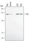 HCK Proto-Oncogene, Src Family Tyrosine Kinase antibody, MAB3915, R&D Systems, Western Blot image 