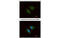 Coronin 1C antibody, MBS835613, MyBioSource, Immunofluorescence image 