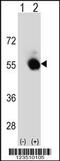Selenium Binding Protein 1 antibody, 63-679, ProSci, Western Blot image 