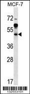 ADP Ribosylation Factor Interacting Protein 1 antibody, 56-784, ProSci, Western Blot image 