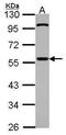 Cell Division Cycle 20 antibody, PA5-34775, Invitrogen Antibodies, Western Blot image 